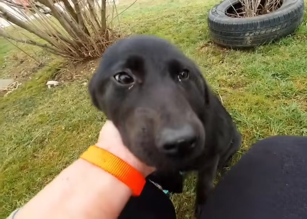 a man petting a black dog