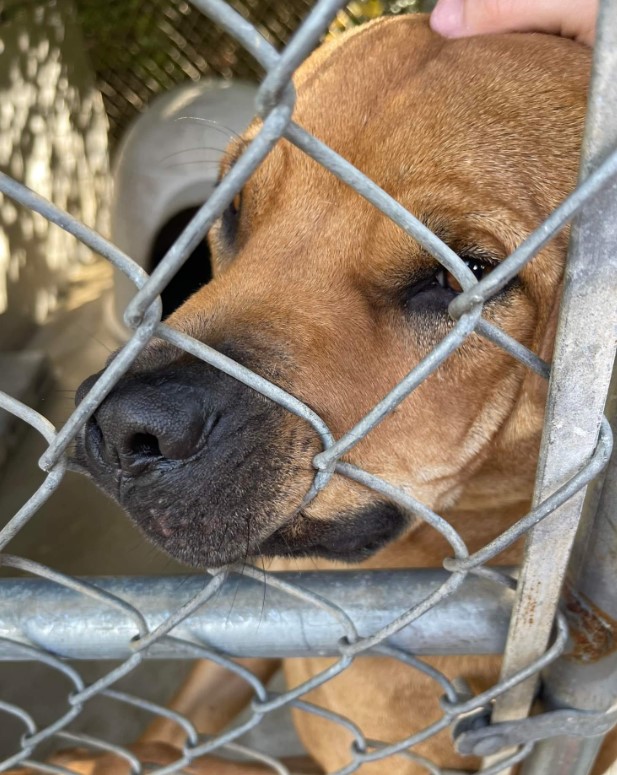 a man petting a dog in a shelter