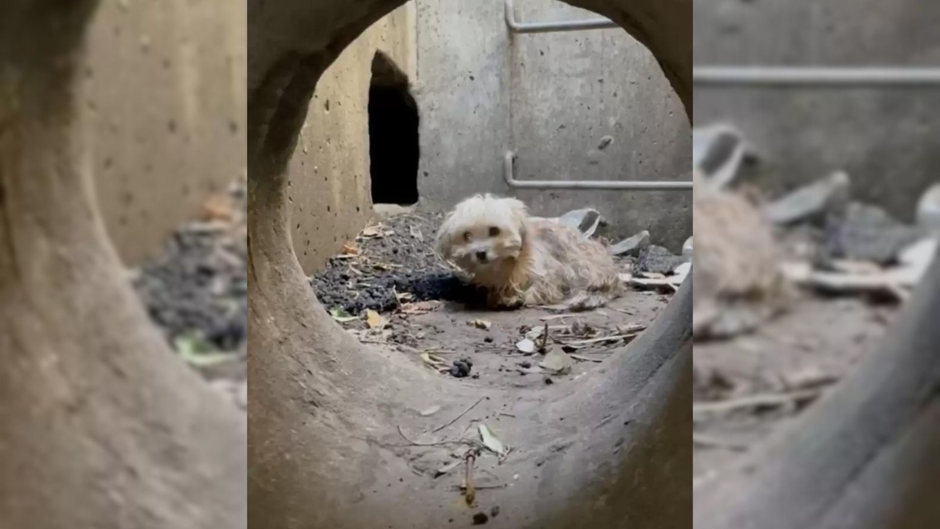 A Man Rescues A Hopeless Little Puppy Who Ended Up Trapped In A Storm Drain