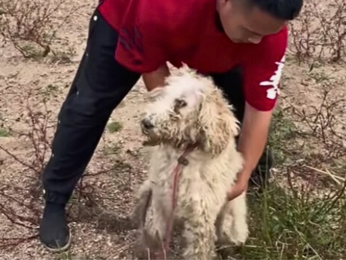 Injured Poodle Decided To Trust People Again, And They Repaid Him In The Best Possible Way