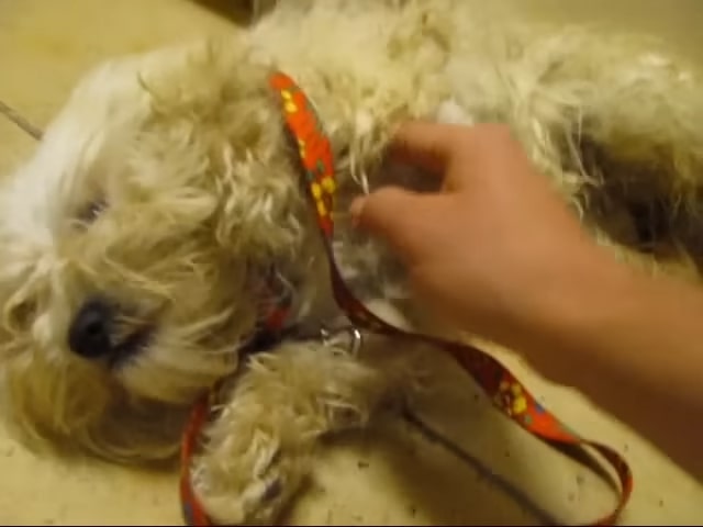 a man strokes a dog's stomach