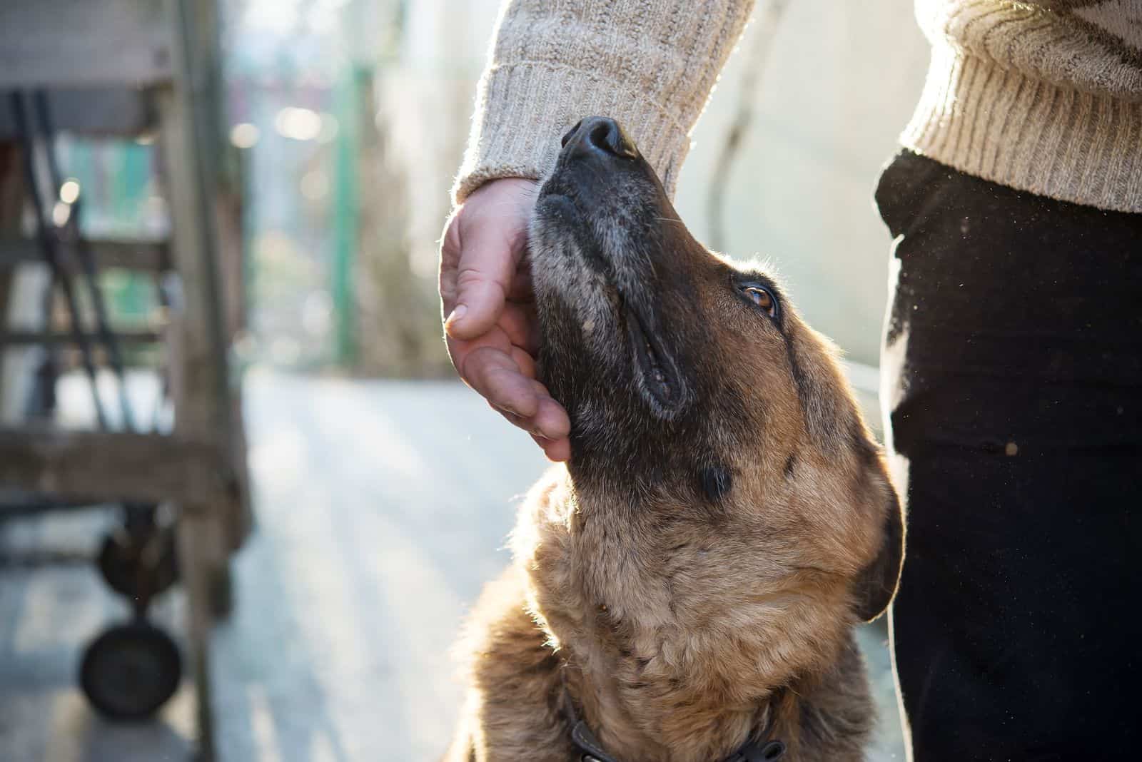 a man strokes a German shepherd