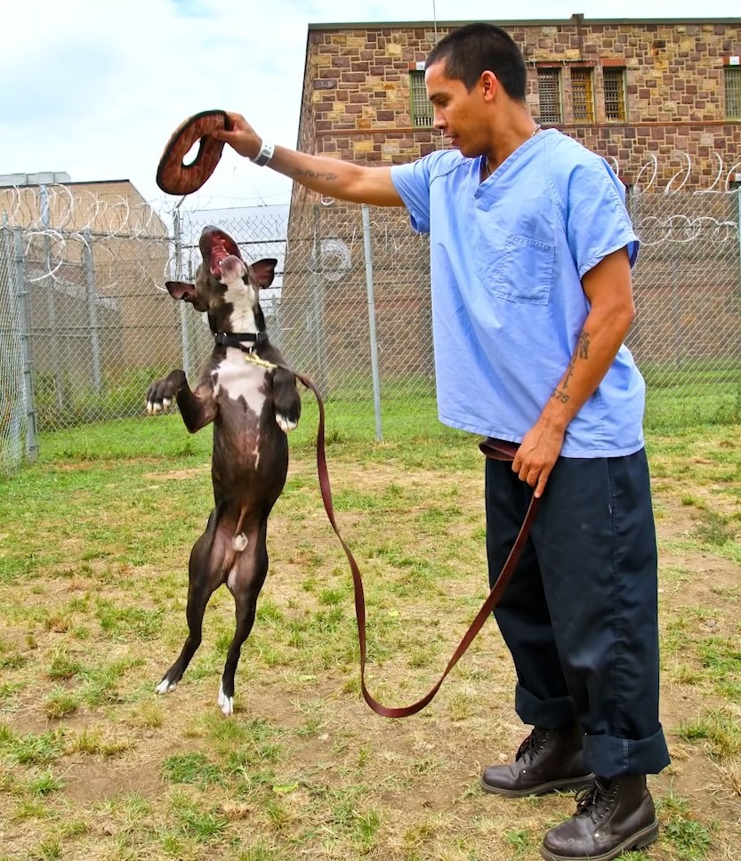 a man trains a dog on a leash