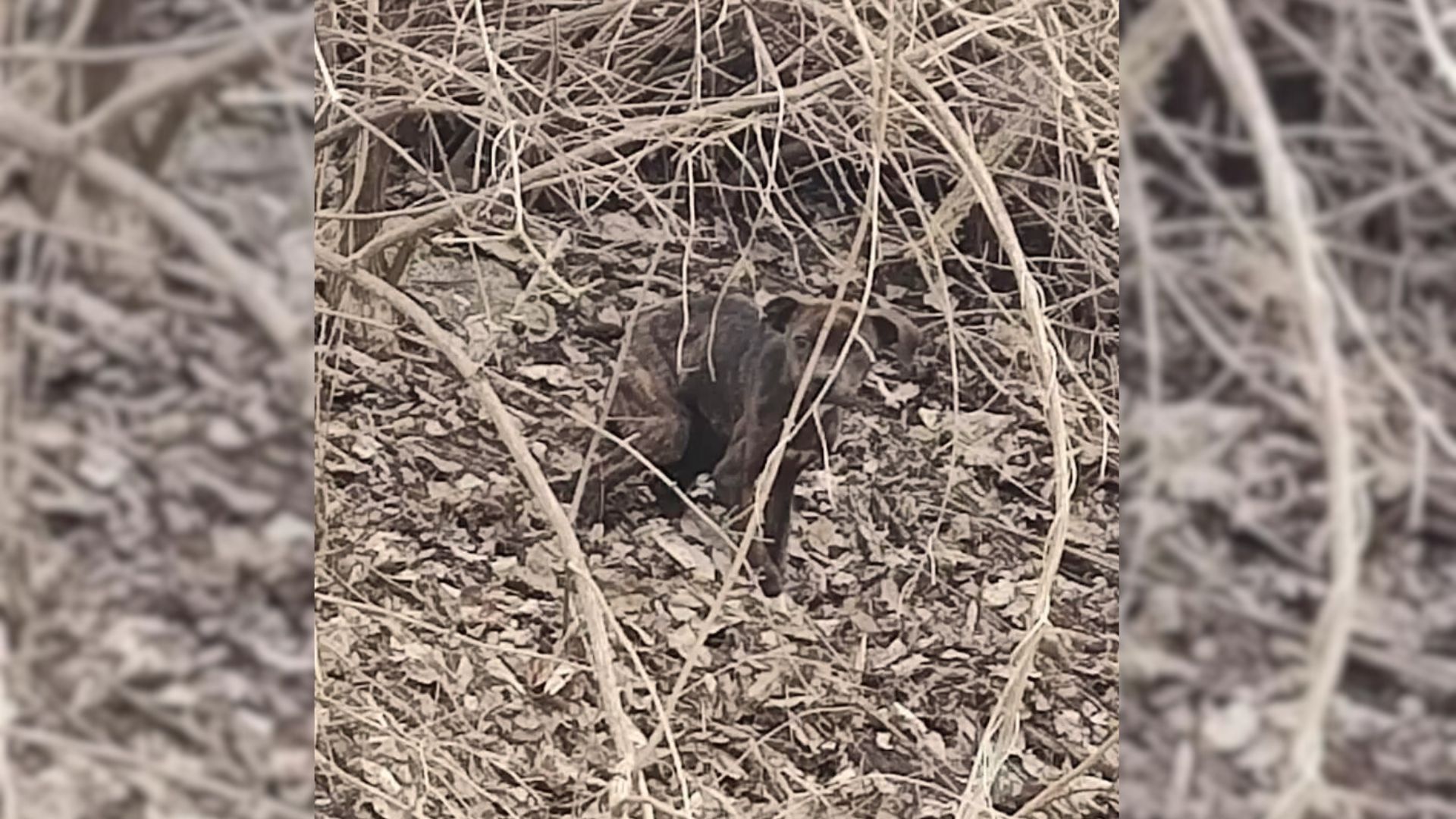 Truck Driver Spots A Little Face Hiding In The Sticks And Mud And Decides To Investigate