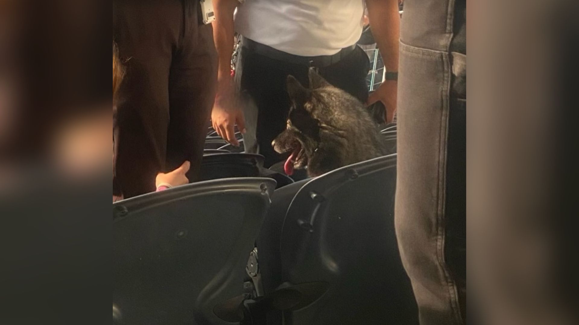 A Man Was Shocked When He Saw A Dog Attending A Metallica Concert All By Herself