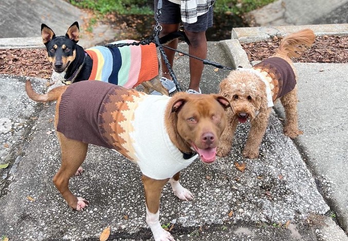 a man with his three dogs on a leash