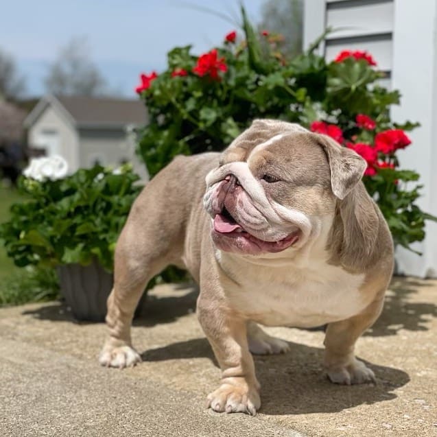 A mini English Bulldog is standing on the pavement