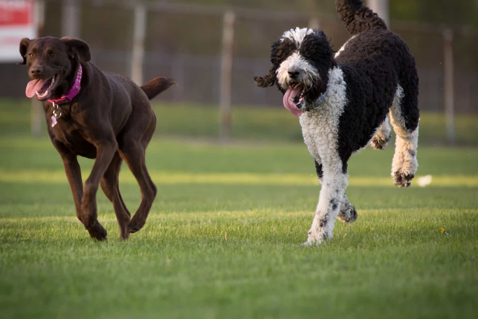 a mini sheepadoodle and a labrador run across the field