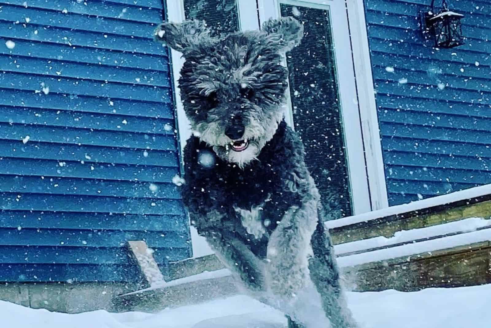 a mixed breed dog running across the snow