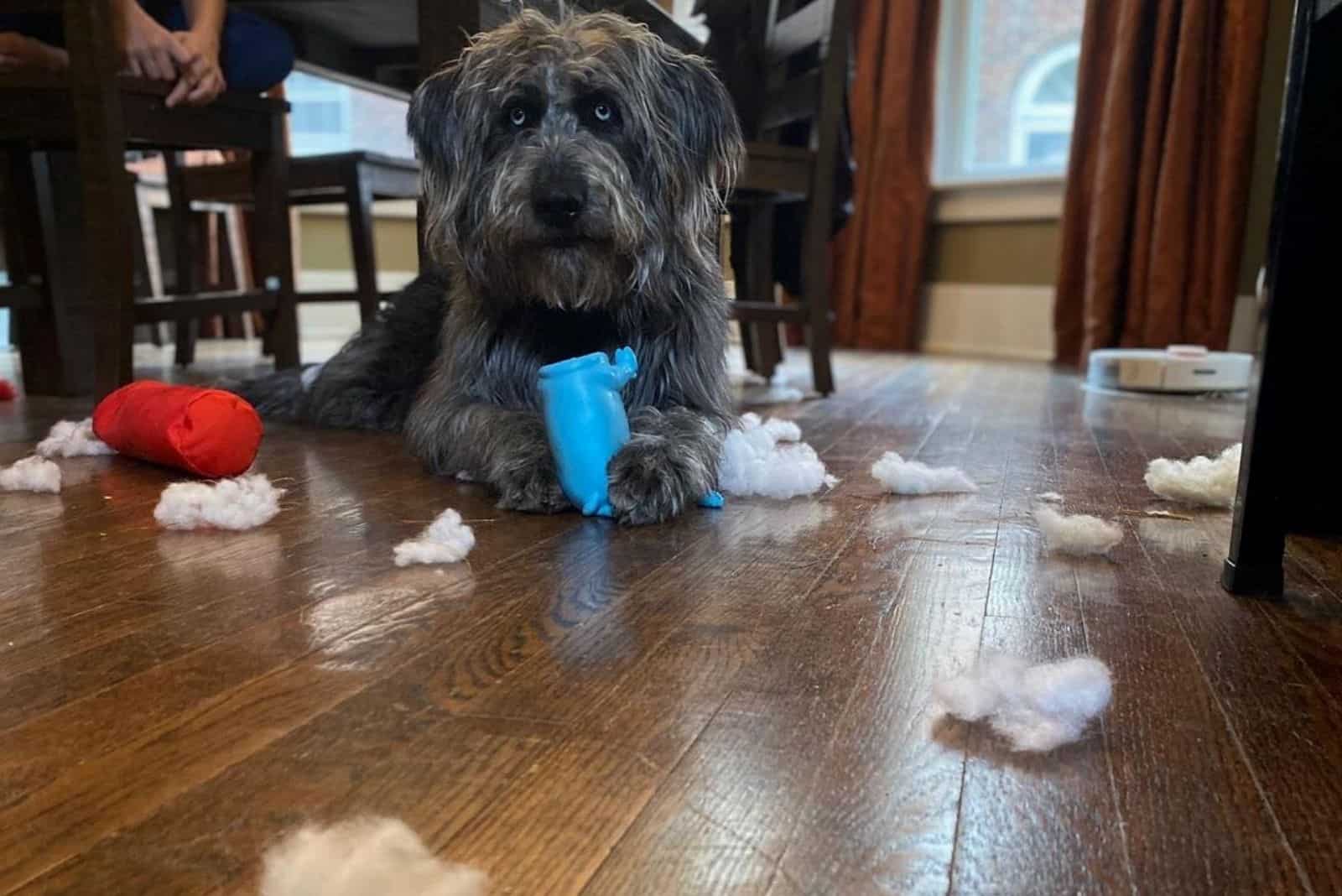 a mixed dog lying in the kitchen with a ruined toy scattered on the floor