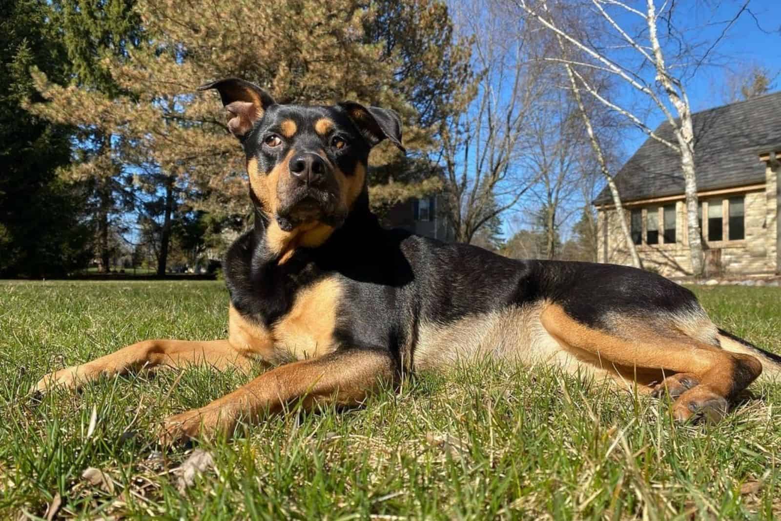 a mixed pit bull doberman lying in the grass