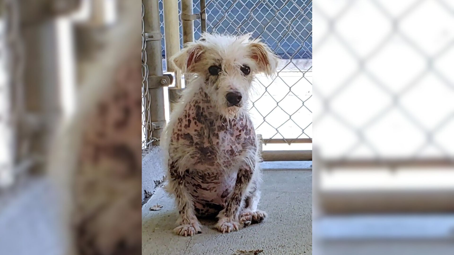 A Naked Pup Never Thought He Would Find Love Until He Met His Humans And Melted Their Hearts