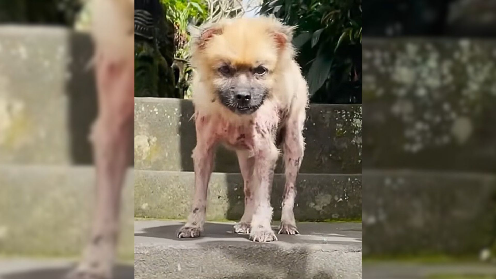 A Neglected Pomeranian Pup Who Pleaded To Be Rescued From A Cage Finally Finds Love