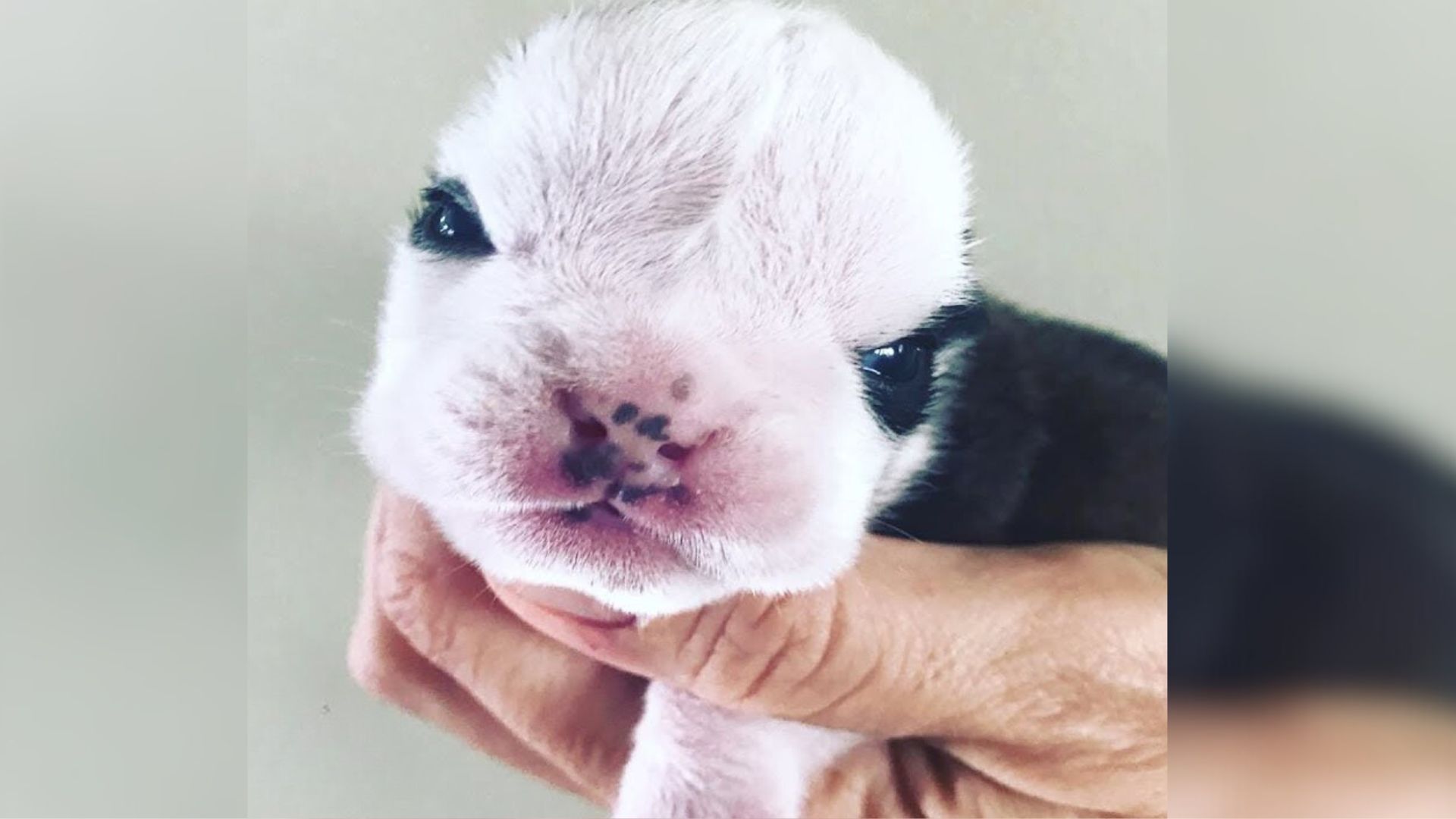 This Newborn Puppy Was Struggling A Lot Until Het Met A New Friend