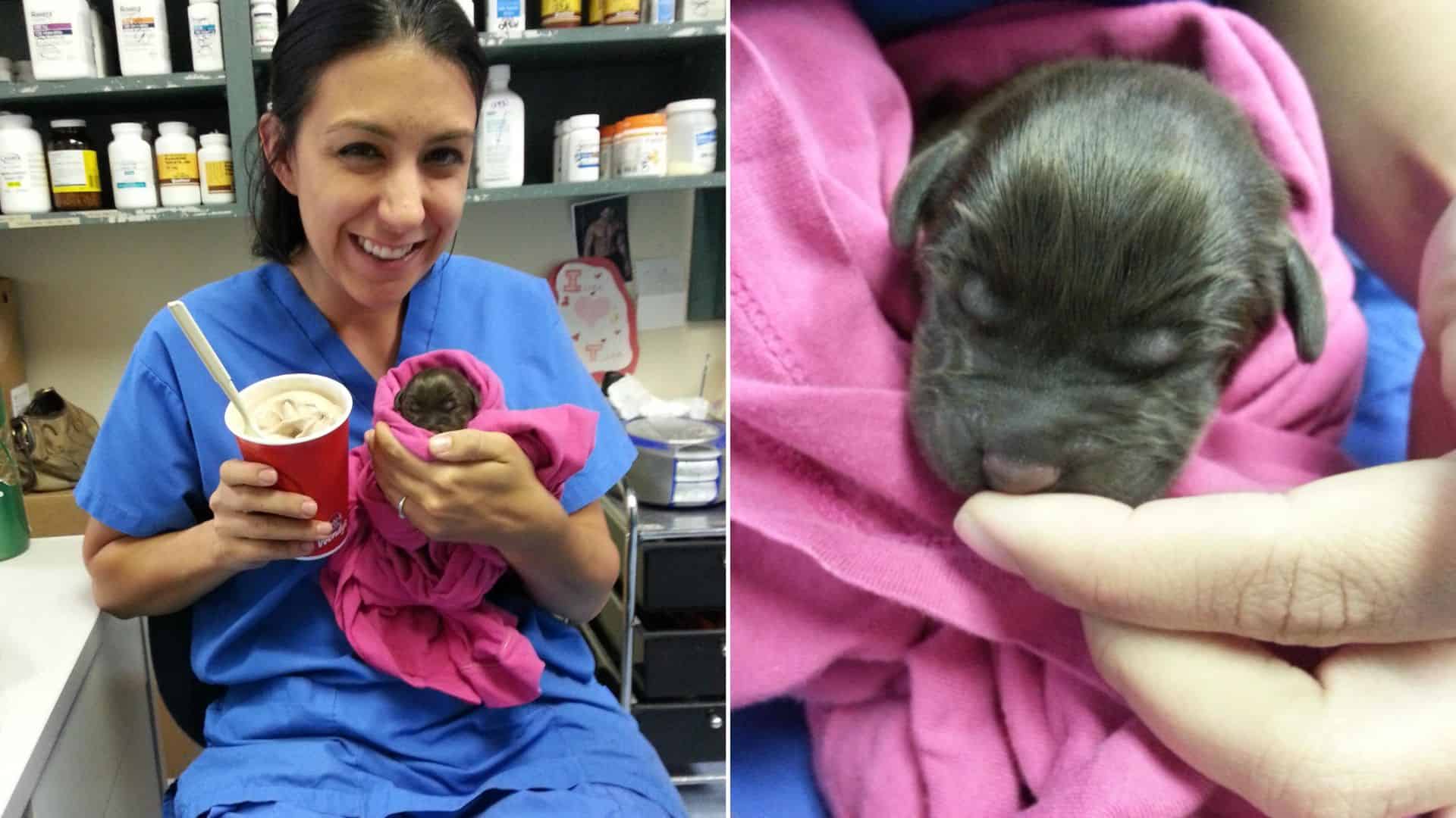 Cleft Palate Puppy No Longer Has His Deformity