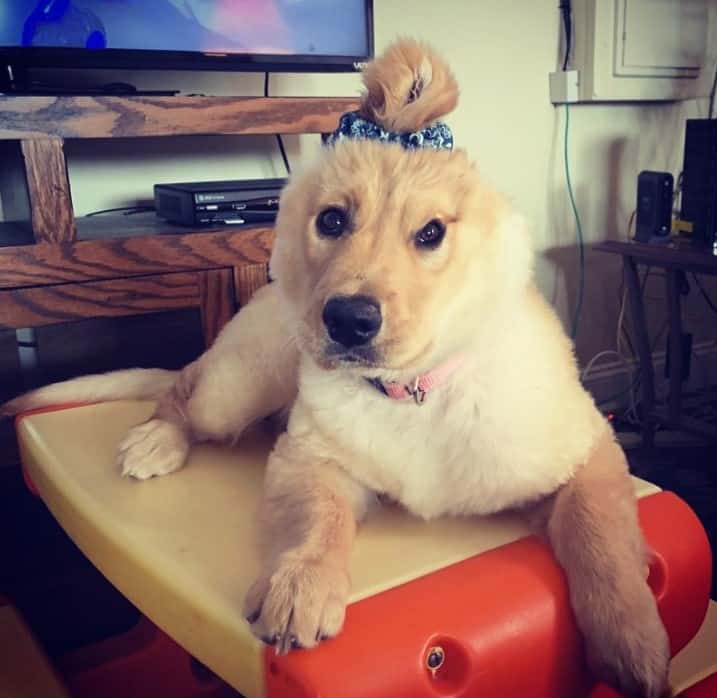 a one-horned puppy is lying down and looking at the camera