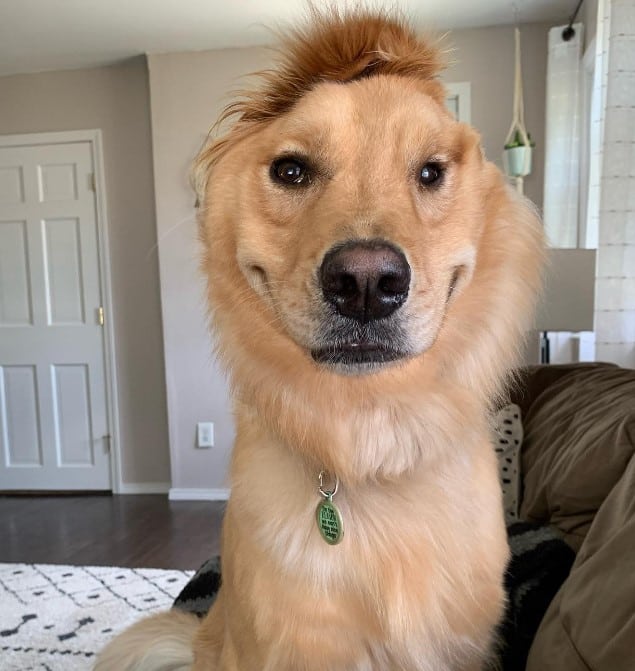 a one-horned puppy is sitting and looking at the camera