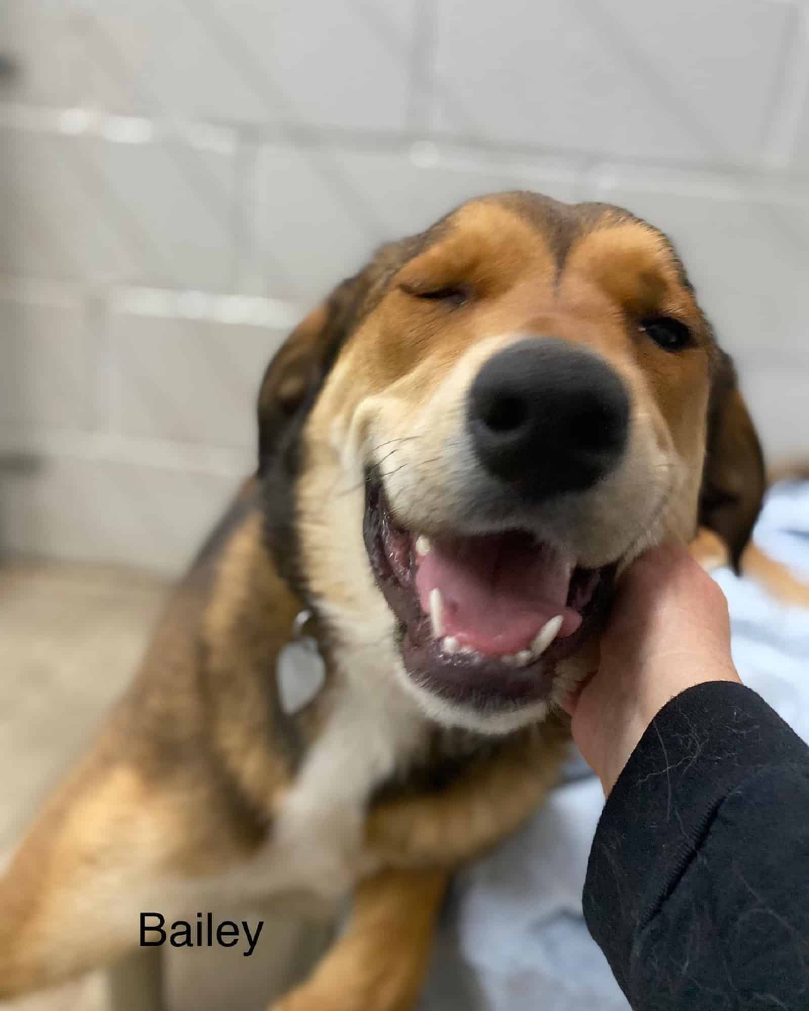 a person cuddling a dog in a shelter