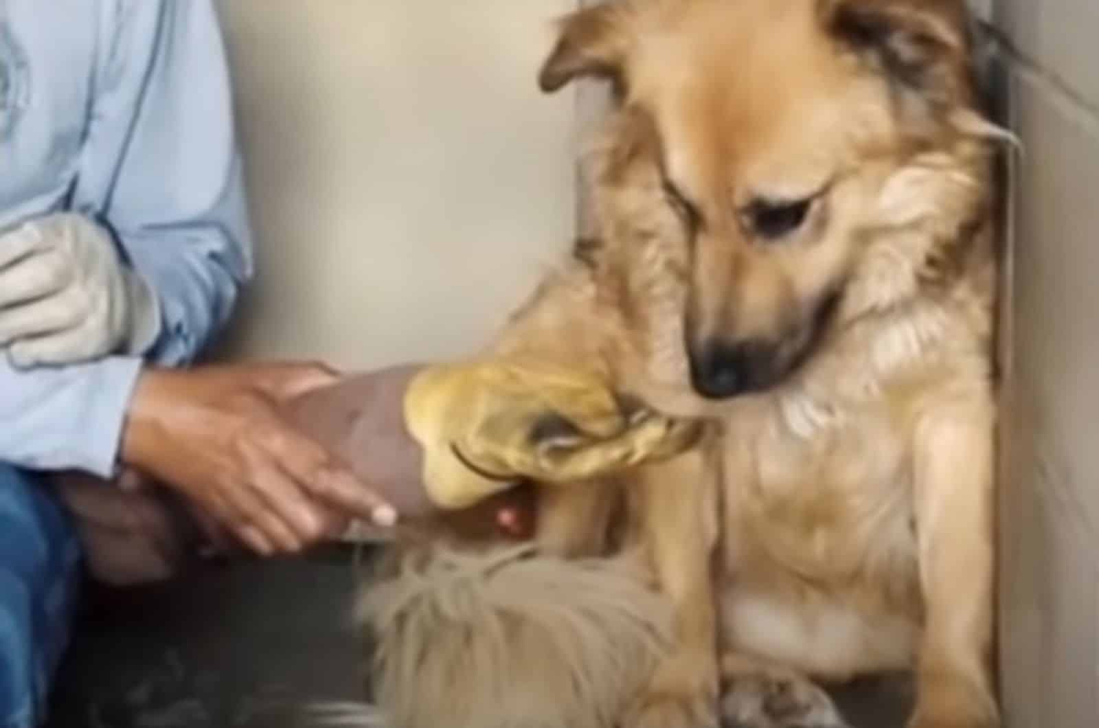 a person feeding a dog using a glove