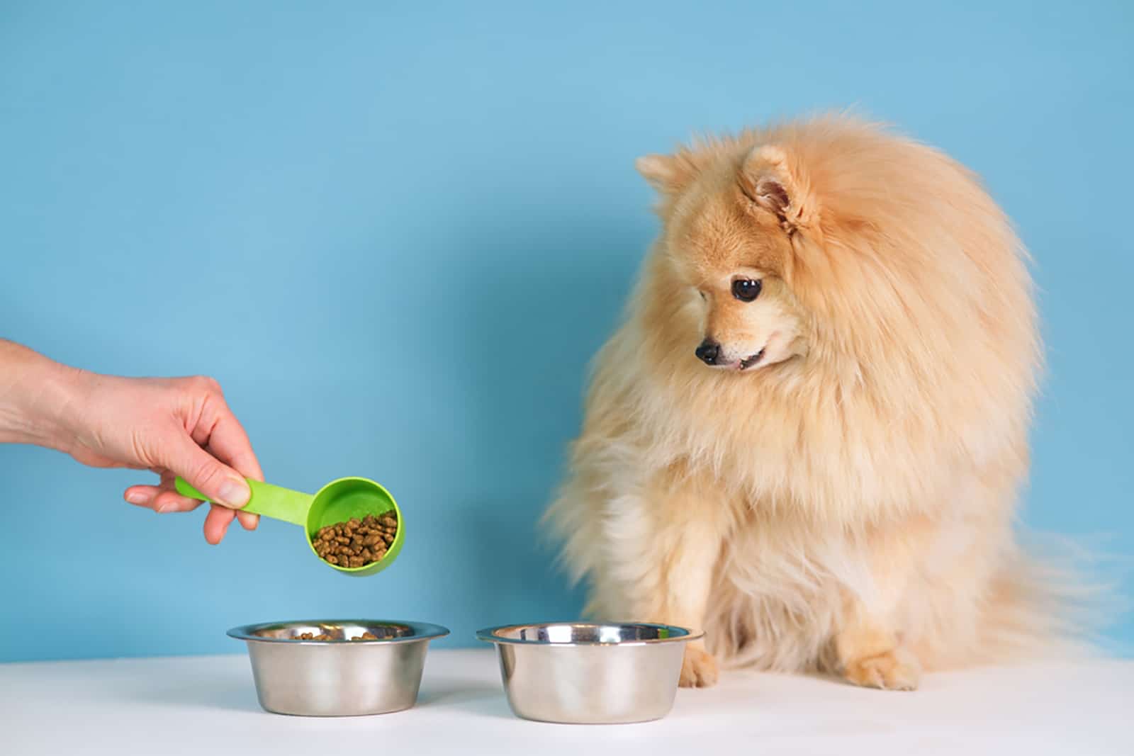 a person is feeding a pomeranian spitz dog with dry food