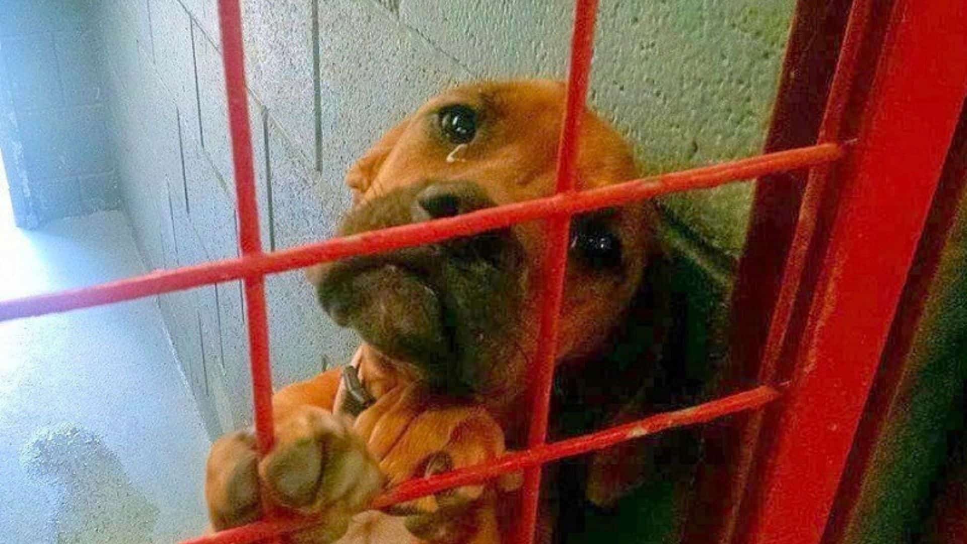 The Photo Of A Shelter Dog Crying In His Kennel Helps Many Other Dogs Find Homes