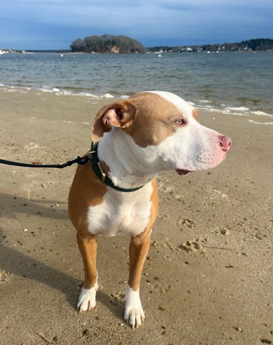 a pit bull on a leash stands on the beach