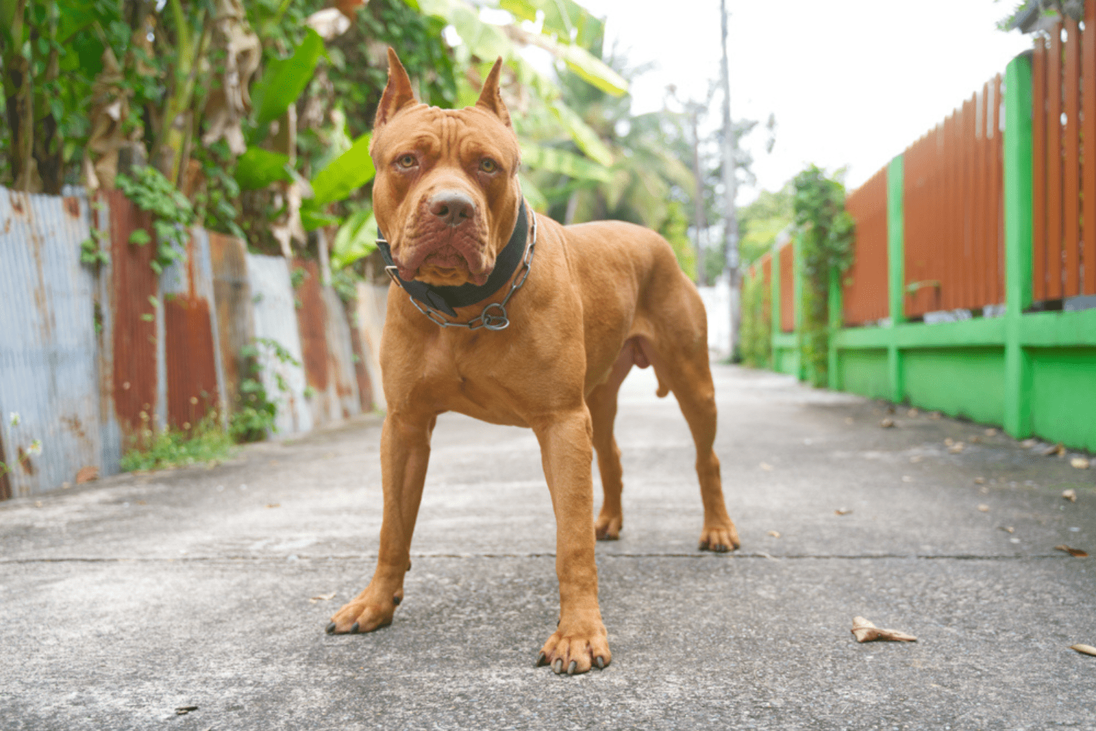 a pitbull is standing on the sidewalk