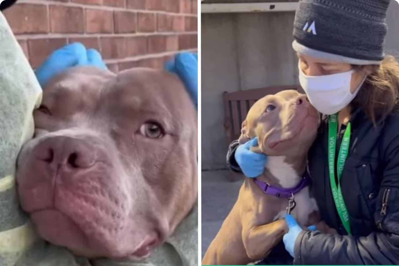 A Smiling Pitbull Rescue Finally Has A Loving Home