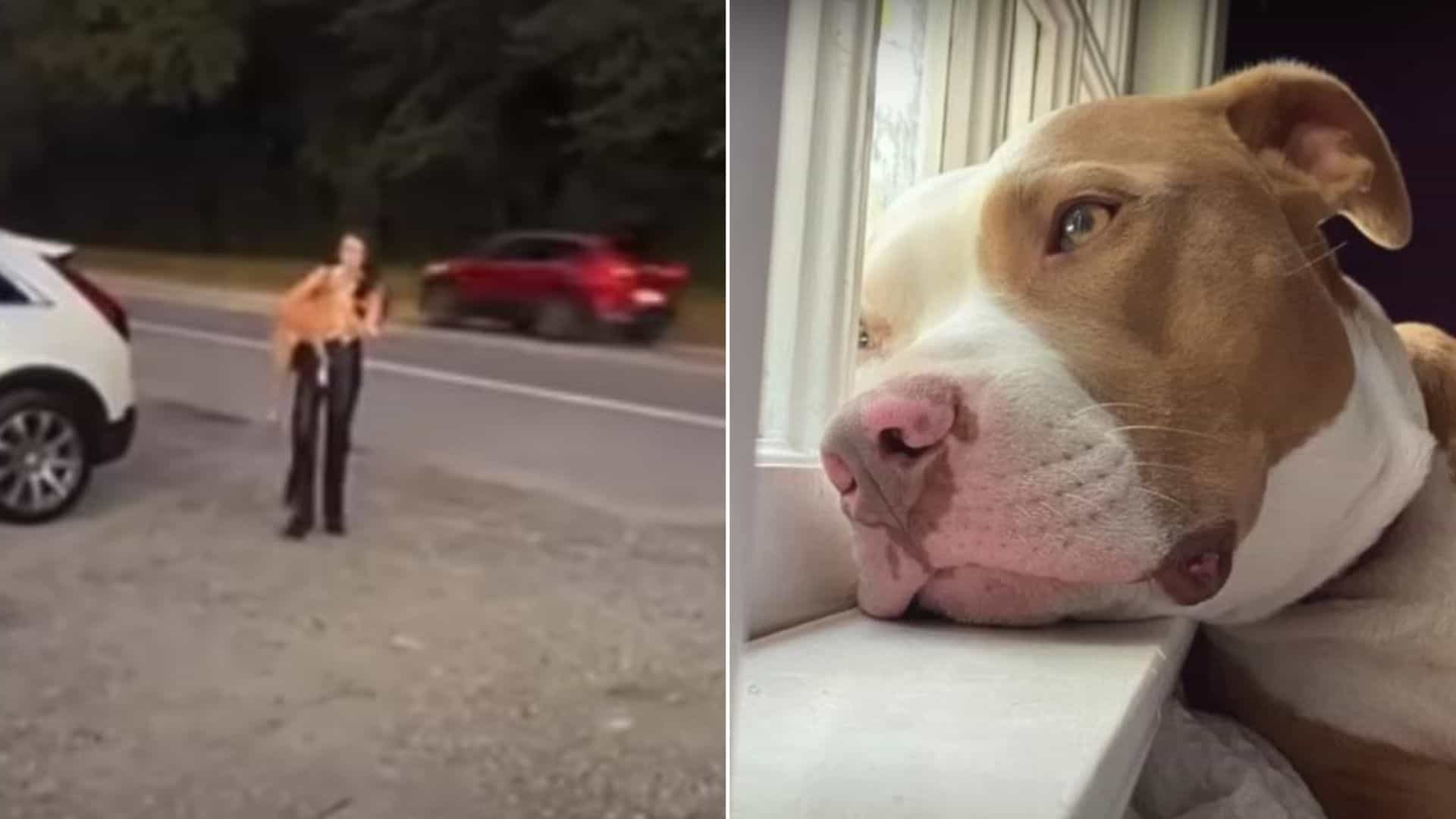 A Pittie “Not Worth Saving” Becomes An Adorable Internet Sensation