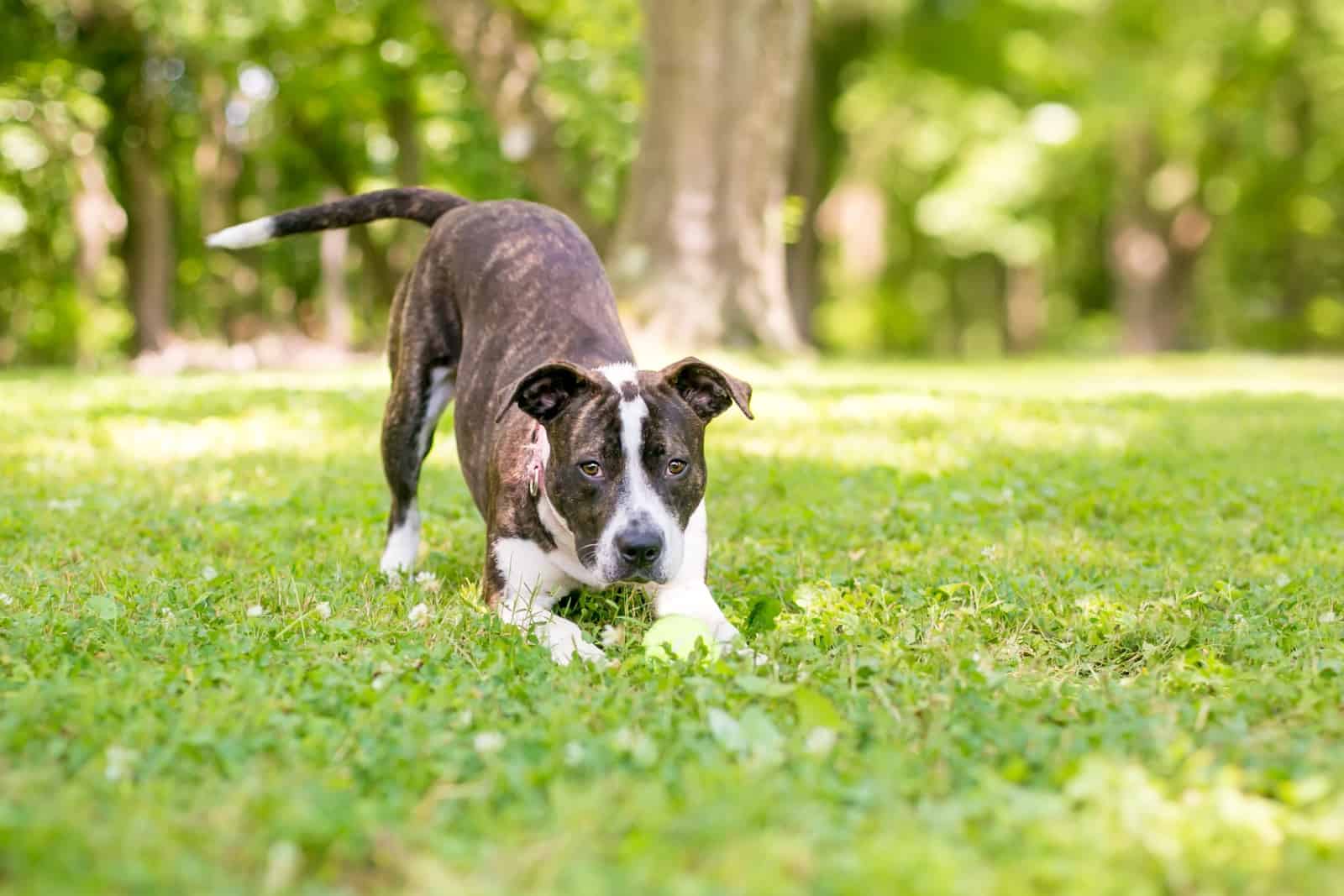 A playful brindle and white mixed breed dog in a play bow position with a ball between its paws