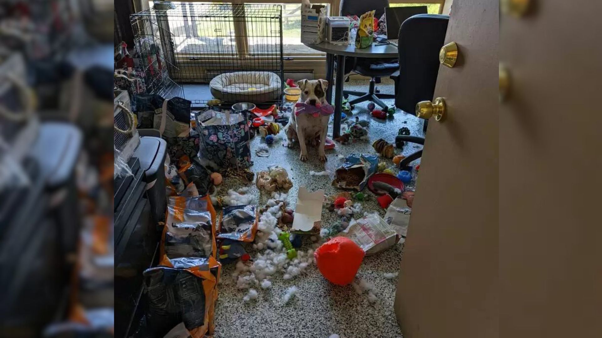 Witness How This Funny Dog Decided To Make His Own Party At An Ohio Shelter