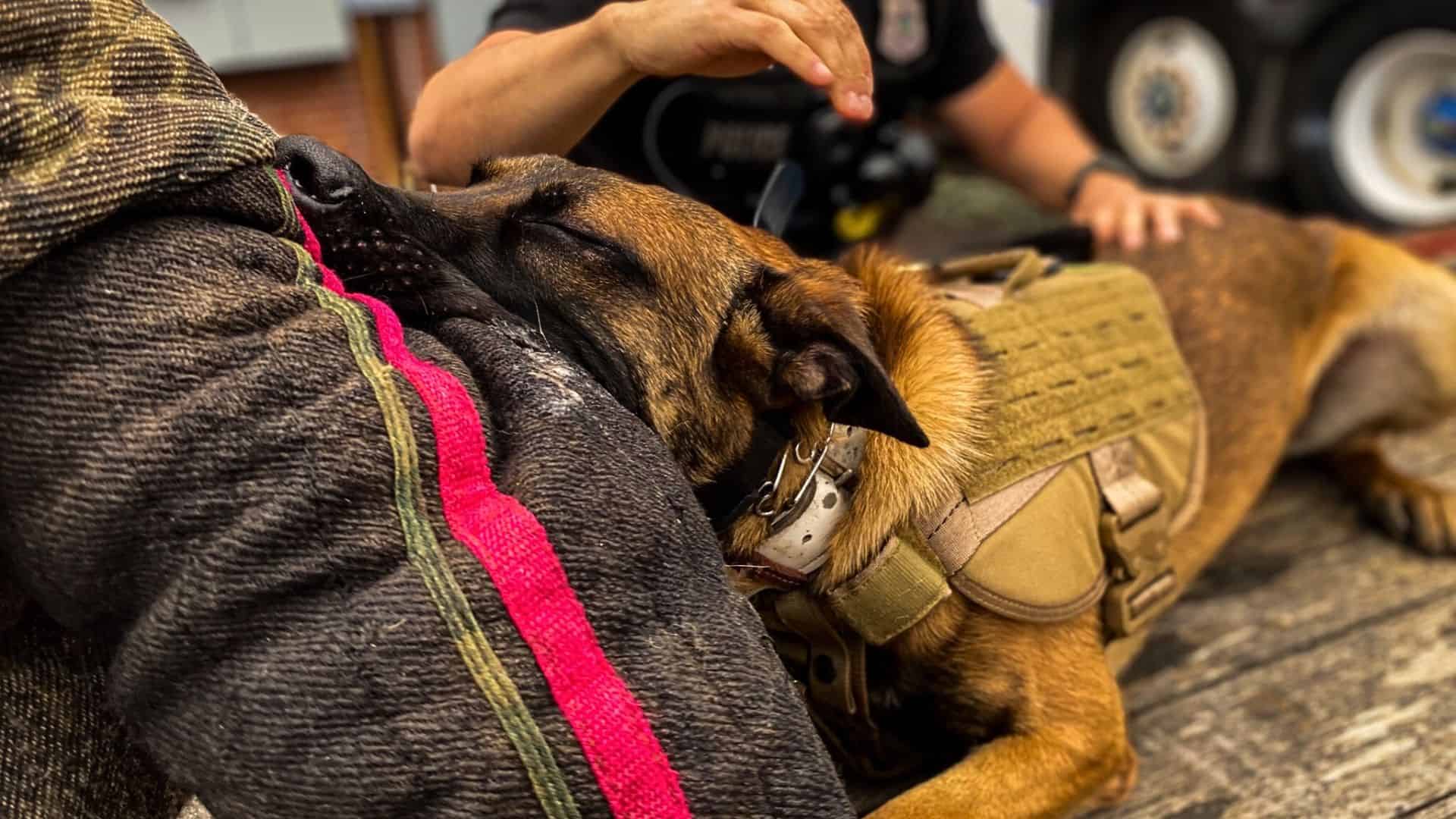 A Police Dog Chooses Funtime Over His Swearing-In Ceremony