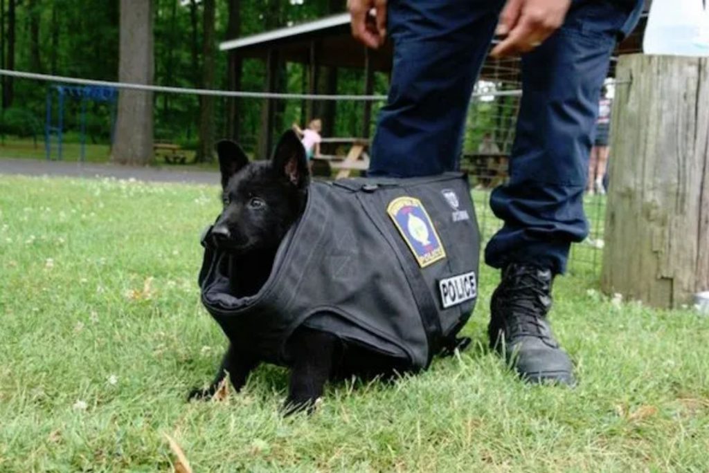 a police dog with a black vest