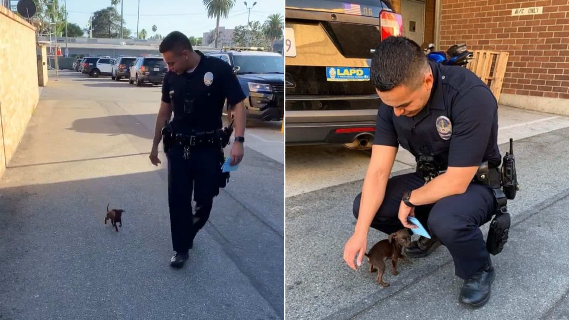 Police Officer Adopts The Tiniest Stray He Found On The Street