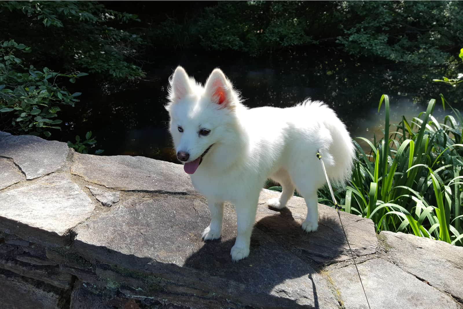 a pomsky dog stands on a stone wall