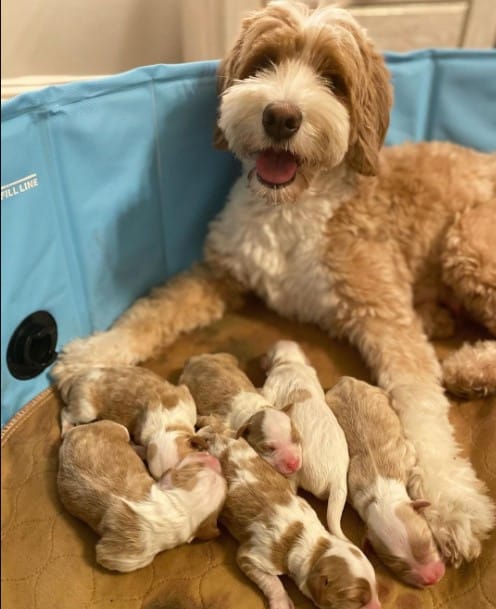 a poodle with her puppies