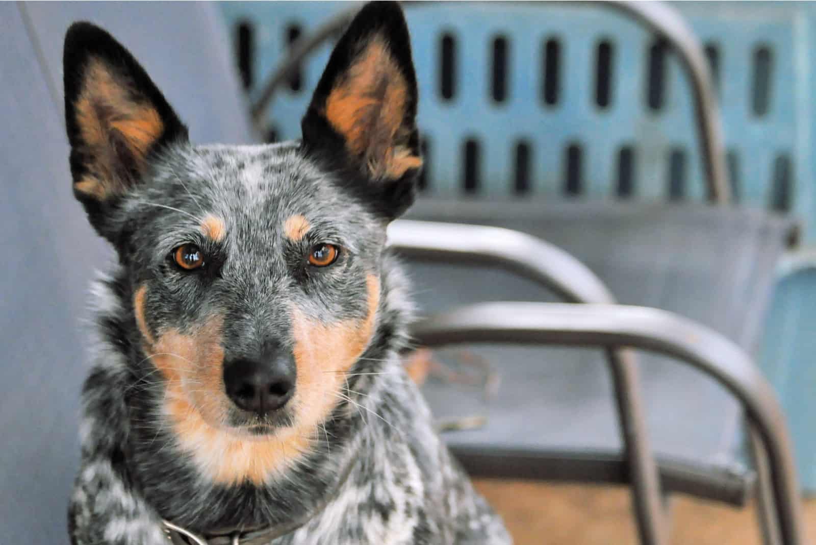 a portrait of a adorable colorful dog