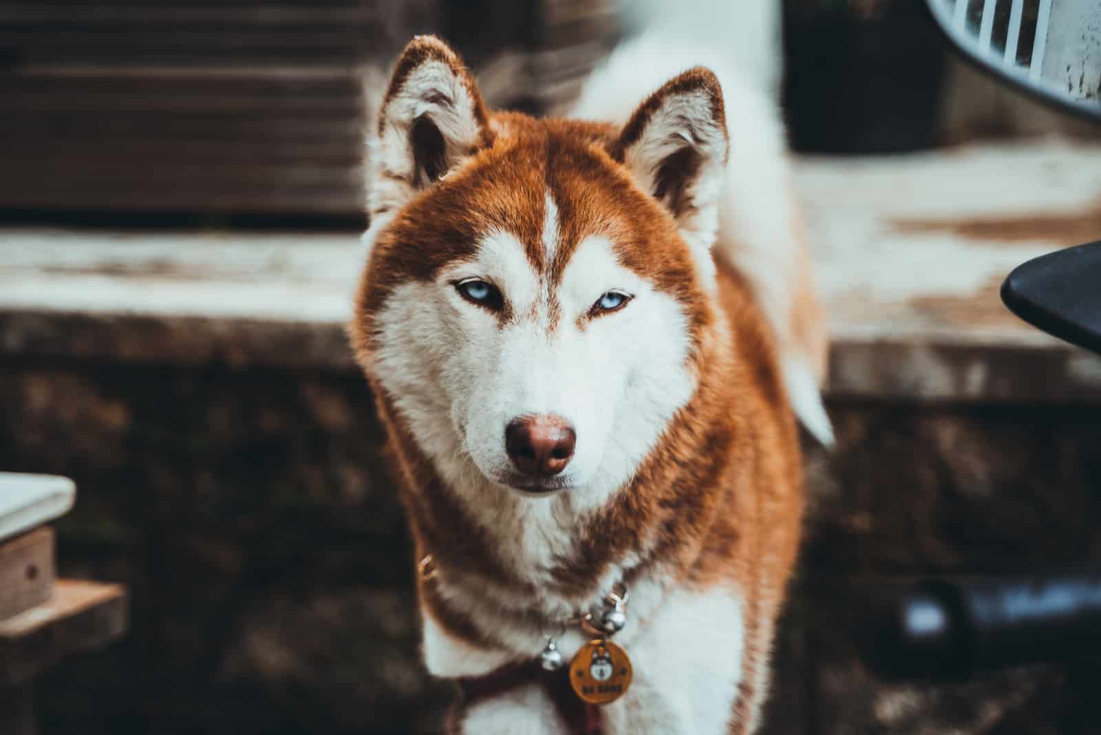 a portrait of a beautiful brown husky with blue eyes