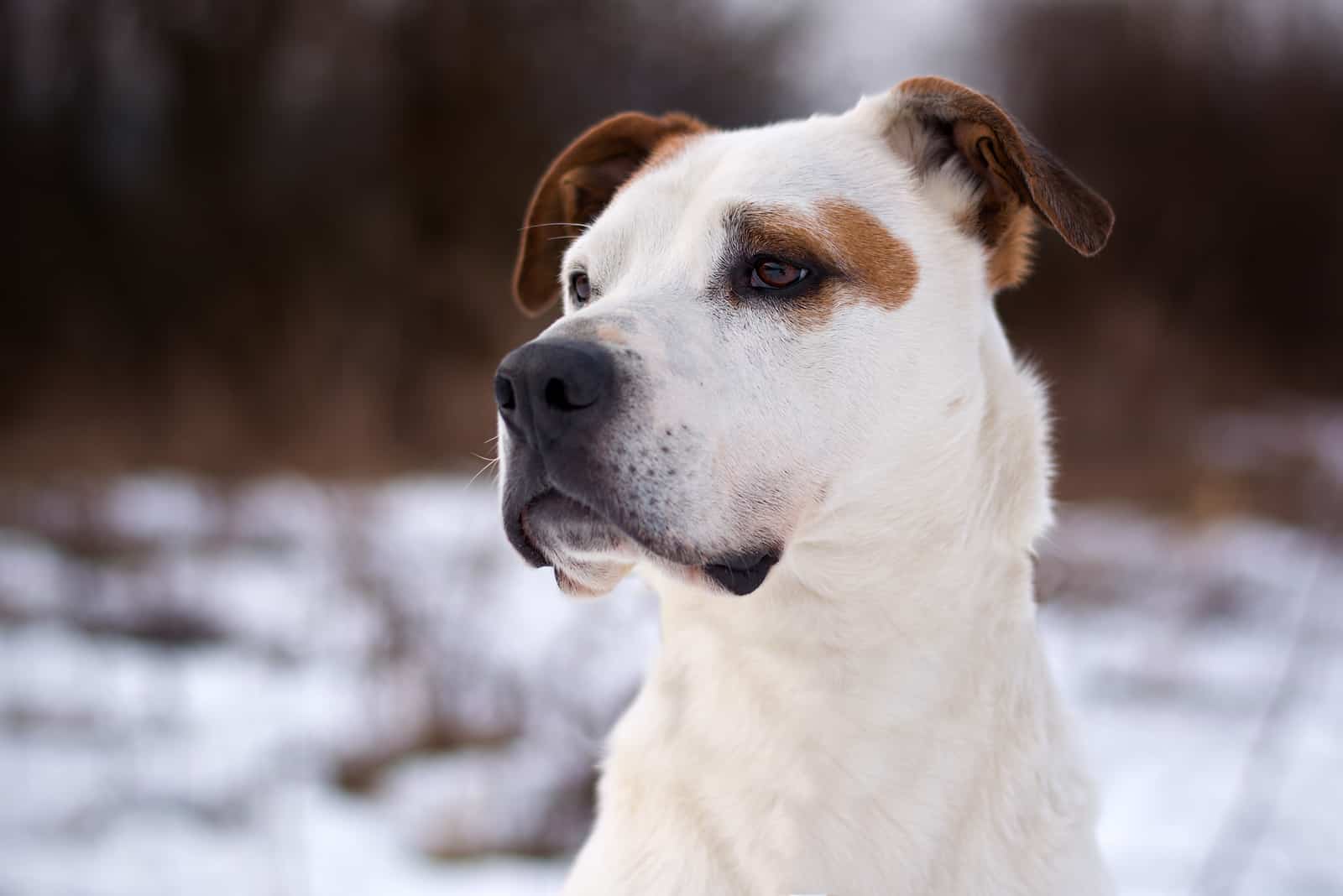 a portrait of a beautiful crossbreed dog