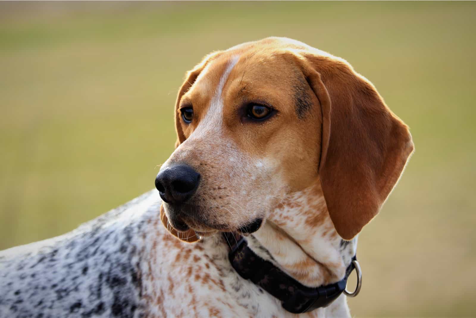 a portrait of a beautiful hunting dog