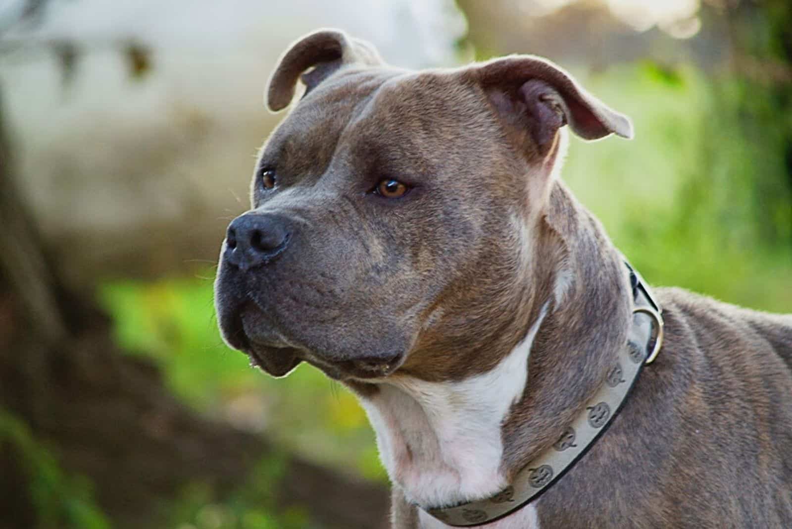 a portrait of a cute pit bull