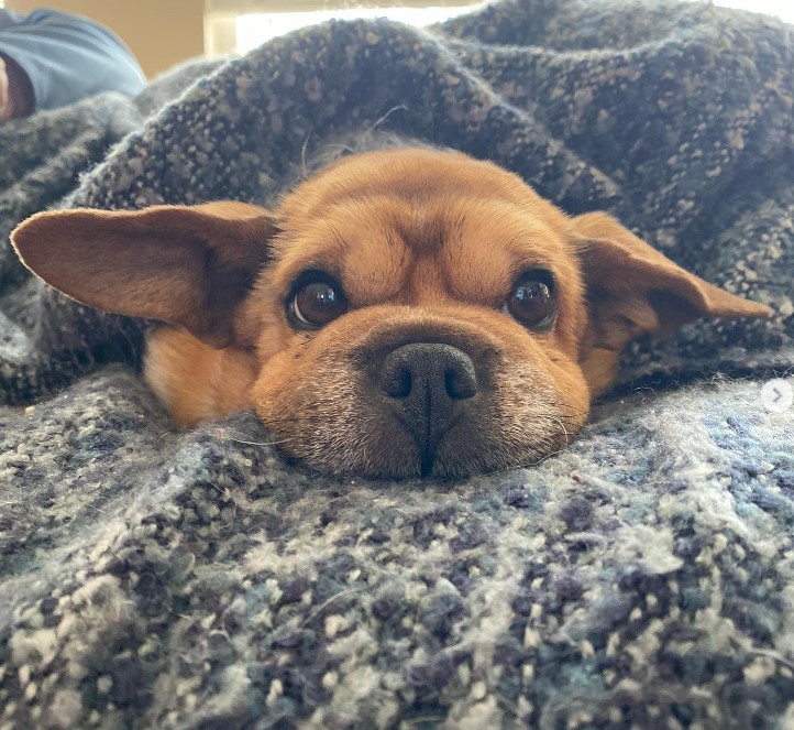 a portrait of a dog wrapped in a colorful blanket