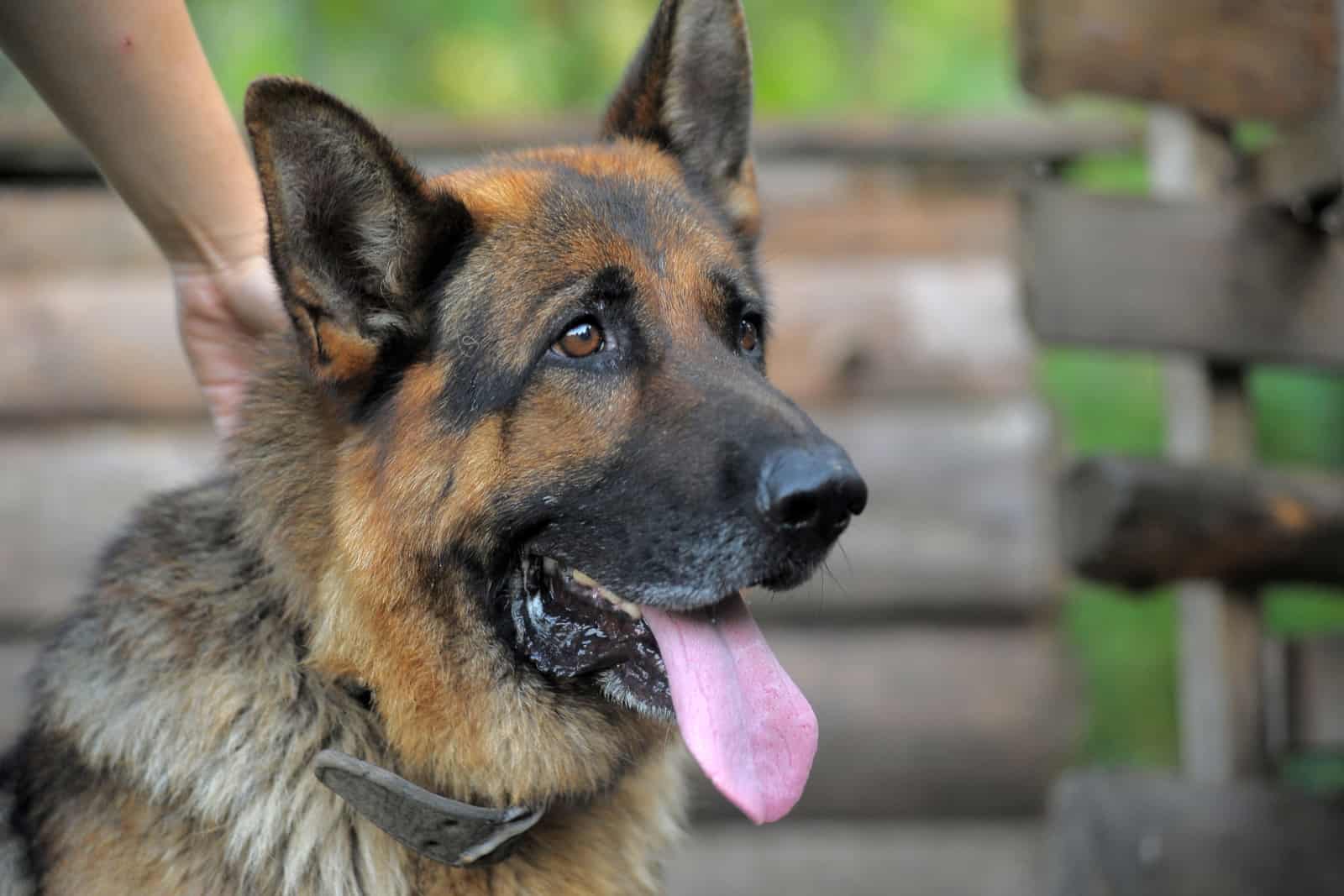 a portrait of an old German shepherd sticking out her tongue in profile