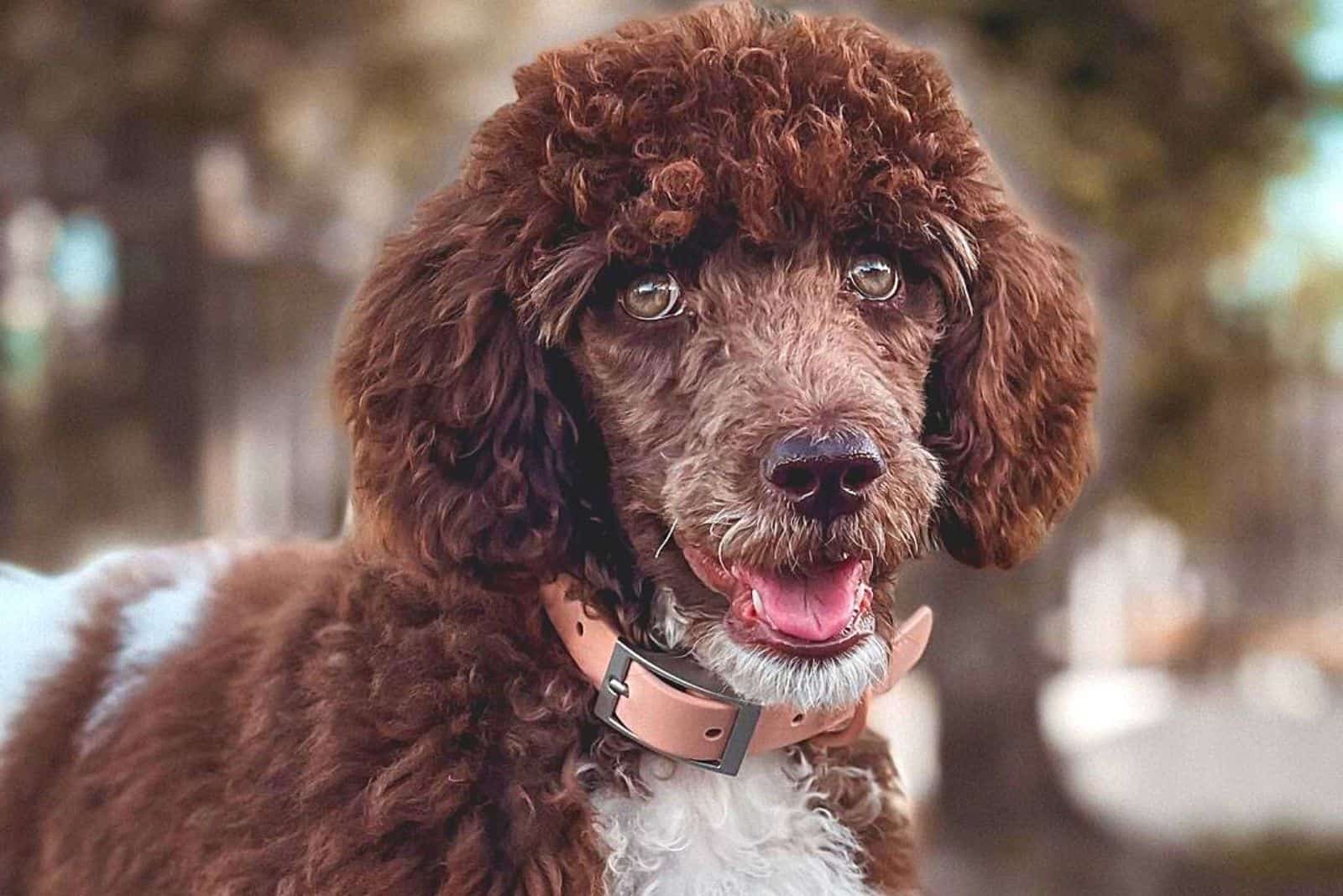 a portrait of the adorable Parti Poodle