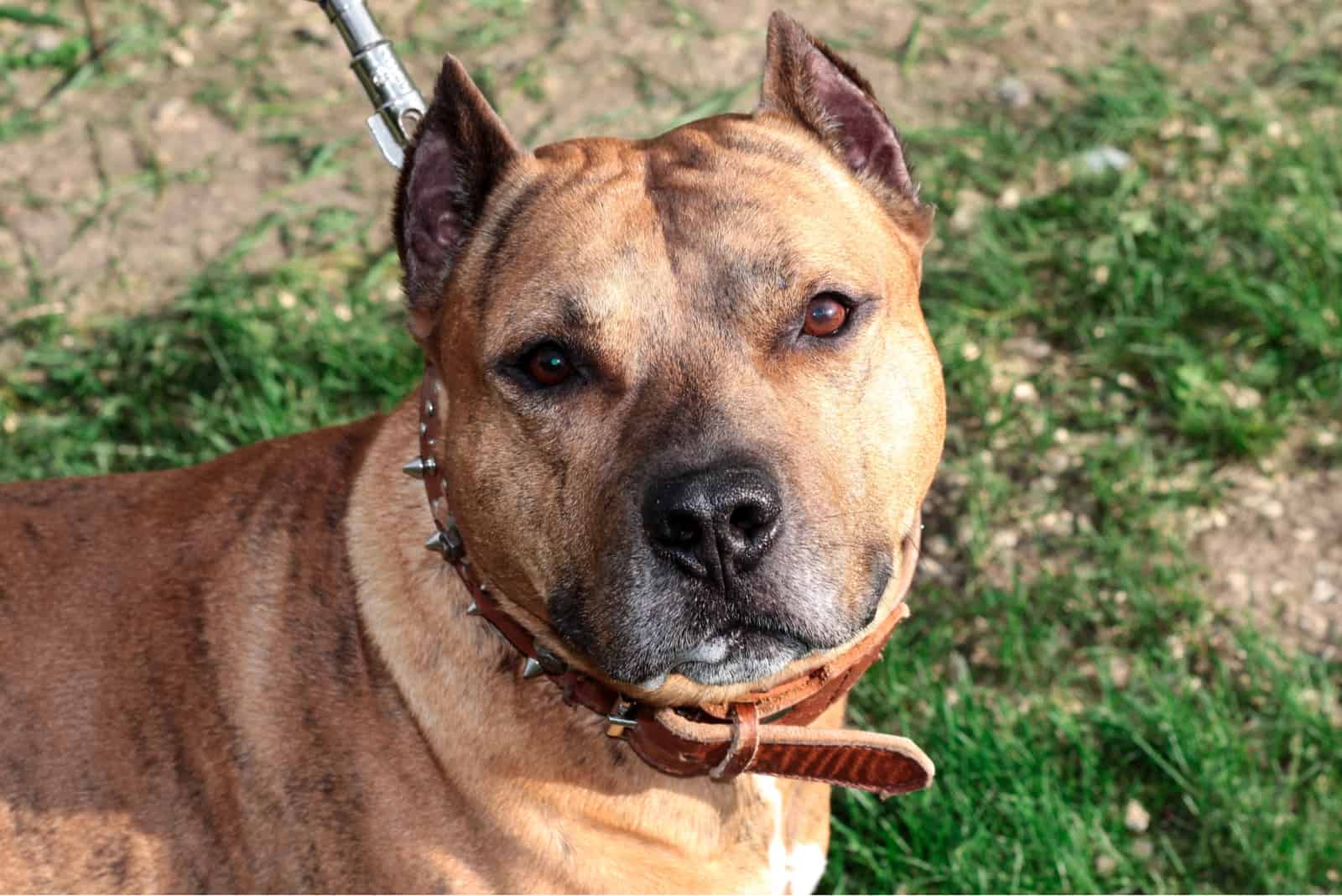 a portrait of the beautiful Pitbull on a leash