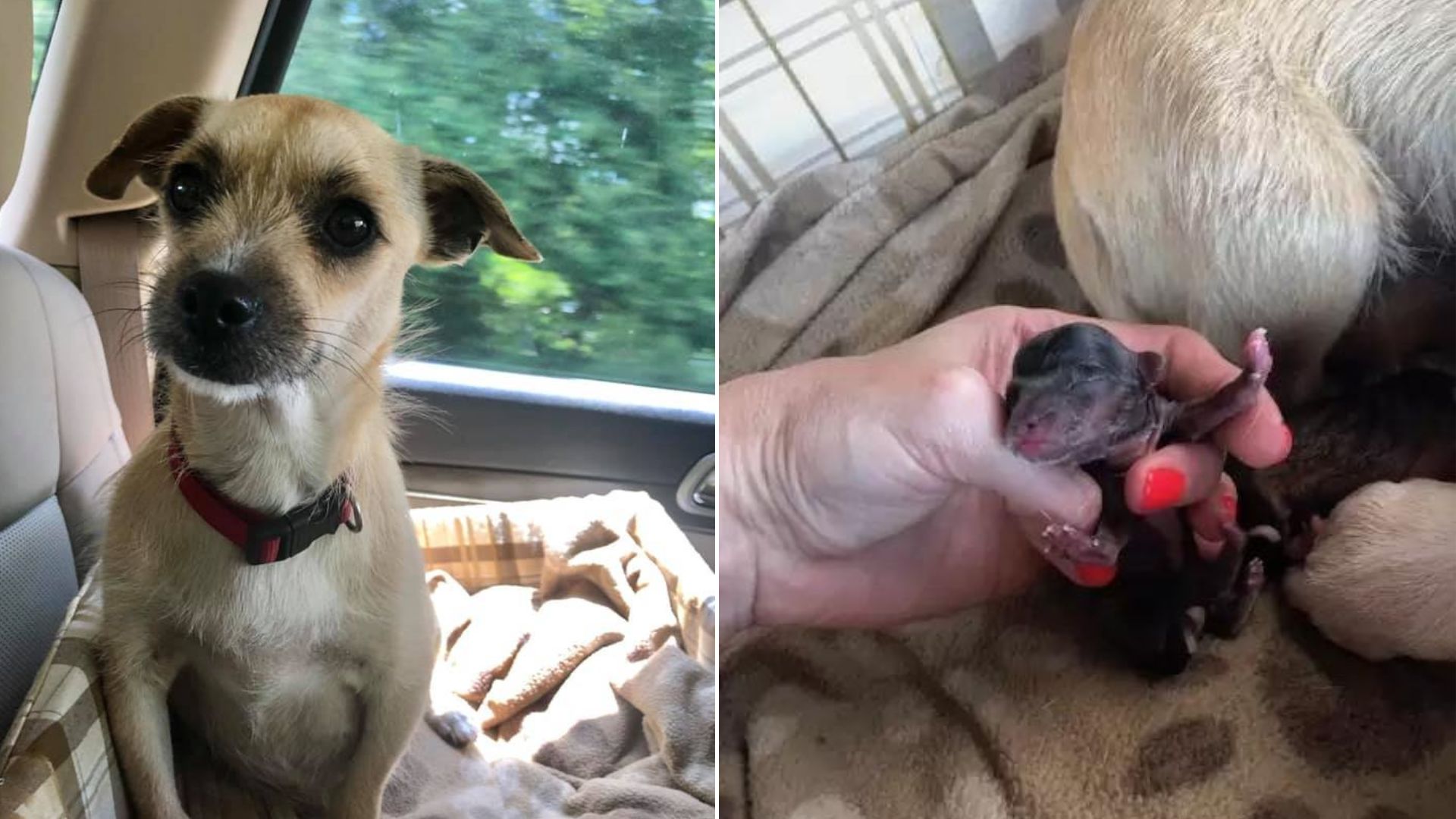 Dog Shocks Rescuers With The Sweetest Surprise On The Ride To A New Home