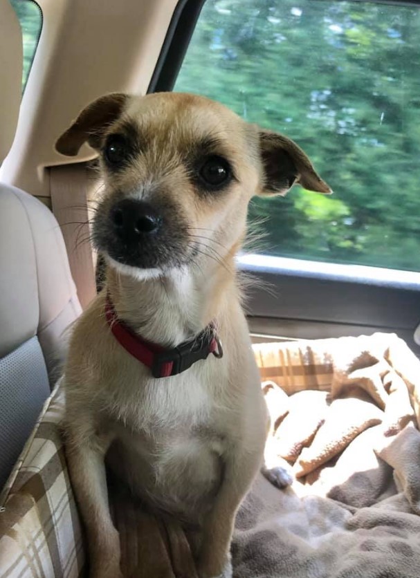 a pregnant dog is riding in a car