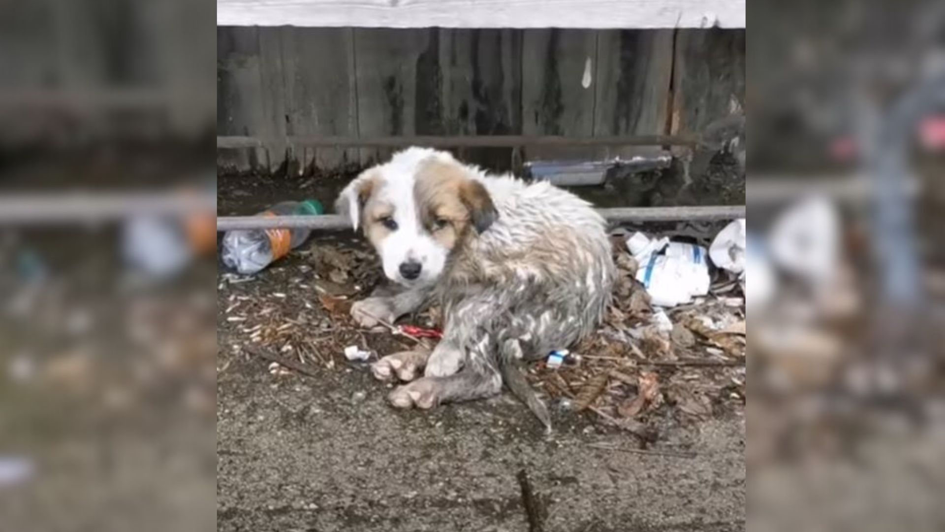 This Abandoned Puppy Was Struggling For So Long But Then His Luck Changed For The Better