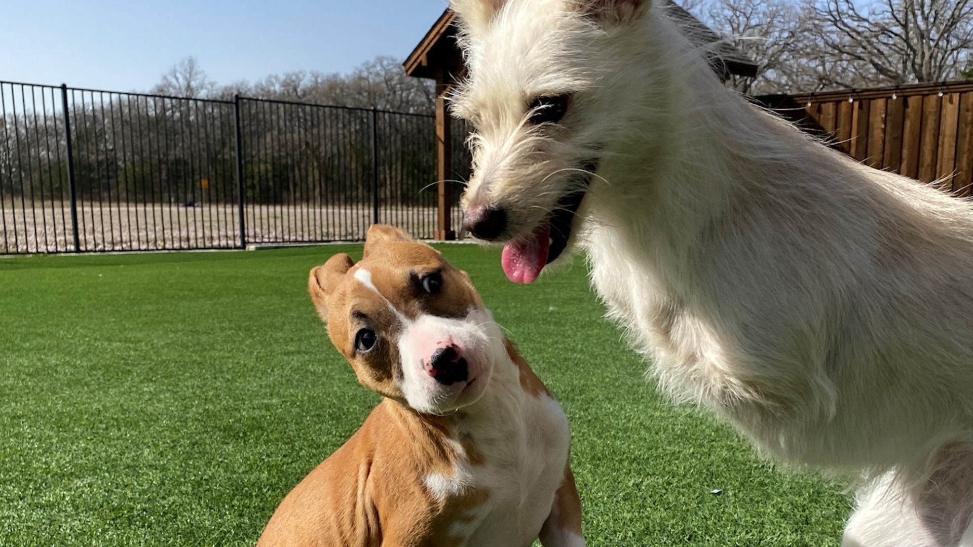 A Pup With A Disability Couldn’t Make Any Friends Until He Met Someone Special