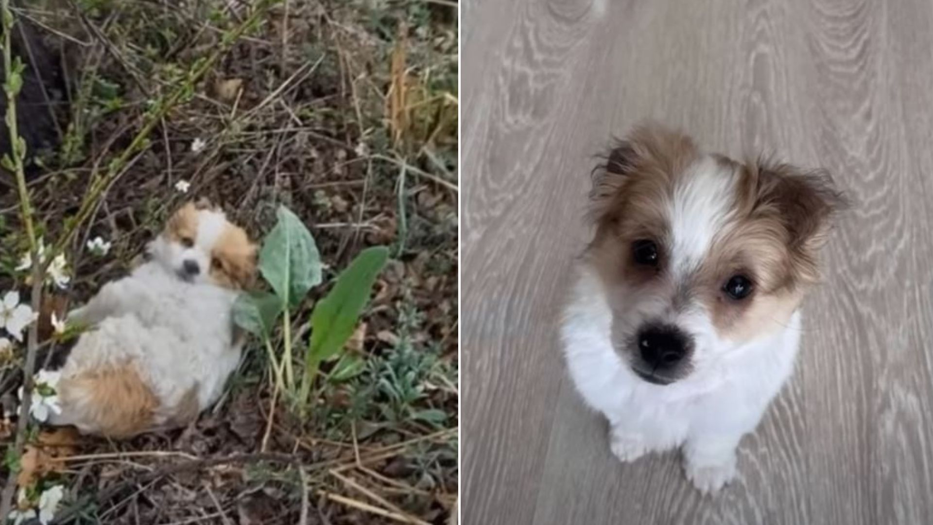 A Dog Who Was Abandoned By The Rails Gets Rescued On Time